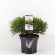Pinus mugo mughus 25-30 cm