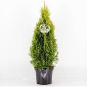 Thuja occidentalis golden smaragd