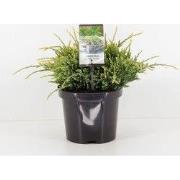 Juniperus squamata holger 35 cm