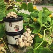 Growkit zelf oesterzwammen kweken RotterZwam