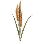 Pennisetum oranje