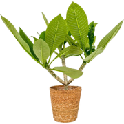 Frangipani roze - Plumeria rubra Roze - Inclusief mand - Hoogte 55-70c...