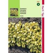 2 stuks - Postelein Breedbladige Gele