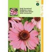 2 stuks - Echinacea Rudbeckia Purpurea