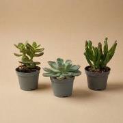 URBANJNGL - Set van 3 – Succulenten mix – Diverse succulenten in 6 cm ...