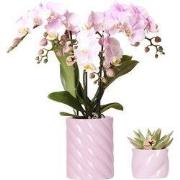 Kolibri Company | Plantenset Valentijn 'Candy' | Roze Phalaenopsis Orc...