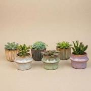 URBANJNGL - Succulenten Set van 6 in Keramische Mini Potjes Barcelona ...