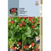 HTS Aardbeien Ruby Ann F1 (hangaardbei)