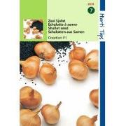 2 stuks - Sjalot Bonilla vhCreation F1