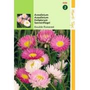 2 stuks - Acroclinium Helipterum Roseum Dubbelbl. Gemengd