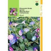 2 stuks - Ipomoea Purpurea Gemengd