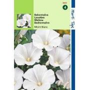 2 stuks - Lavatera Trimestris Mont Blanc