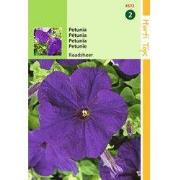 2 stuks - Petunia Hybr.Nana Comp. Raadsheer