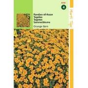 2 stuks - Tagetes Signata Pumila Oranje