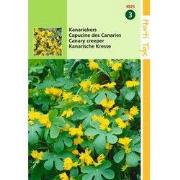 2 stuks - Tropaeolum Peregrinum Geel Kanariekers