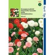 2 stuks - Bellis Perennis Pomponette Gemengd