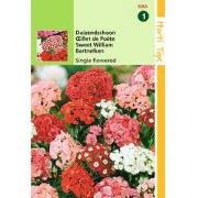 2 stuks - Dianthus Barbatus Enkelbloemig Gemengd