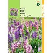 2 stuks - Lupinus Polyphyllus Russell S Hybr. Gemengd