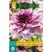 2 stuks - Dahlia Creme De Cassis 1 bol