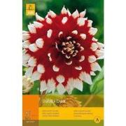 2 stuks - 1 Dahlia Duet