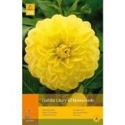 2 stuks - 1 Dahlia Glory Of Heemstede