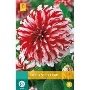 2 stuks - Dahlia Santa Claus 1 bol