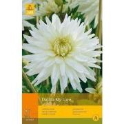 2 stuks - 1 Dahlia My Love