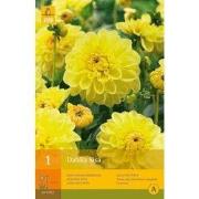 2 stuks - 1 Dahlia Sisa