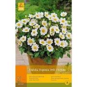 2 stuks - 1 Dahlia Topmiwit
