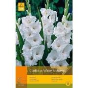 2 stuks - 10 Gladiolus White Prosperity