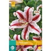 2 stuks - Lilium Dizzy 1 bol