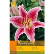 2 stuks - 2 Lelies Stargazer