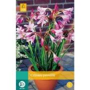 2 stuks - Crinum Powellii 1 bol