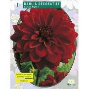 2 stuks - Zomer Bloembollen Dahlia Decoratief Arabian Night per 1