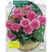 2 stuks - Zomer Bloembollen Dahlia Park Bluesette per 1