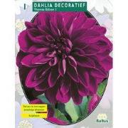 2 stuks - Zomer Bloembollen Dahlia Decoratief Thomas Edison per 1