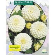 2 stuks - Zomer Bloembollen Dahlia Pompon Snowflake per 1