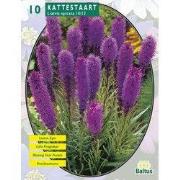 2 stuks - Zomer Bloembollen Liatris Spicata, Paars per 10