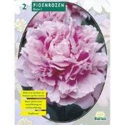 2 stuks - Zomer Bloembollen Pioenrozen, Roze per 2