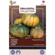 3 stuks - Ornamental courgette musque de provence