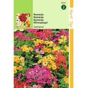 2 stuks - Nemesia Strumosa Carnaval Gem.