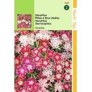 2 stuks - Phlox Cuspidata Compacta Twinkle Gem.