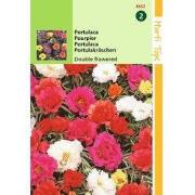 2 stuks - Portulaca Grd.Fl. Dubbelbloemig Gemengd