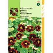 5 stuks - HT Tropaeolum, Oost-Indische Kers Black Velvet