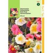 2 stuks - Helianthemum Mutabile Gemengd