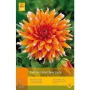 2 stuks - 1 Dahlia Color Spectacle