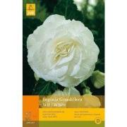 2 stuks - 3 Begonias Grandiflora Wit
