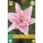 Lilium Elodie