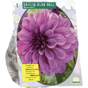 Bloembollen Dahlia Blue Bell per 1