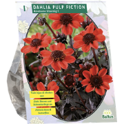 Bloembollen Dahlia Pulp Fiction per 1